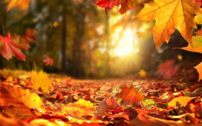 Autunno: il significato spirituale delle foglie che cadono